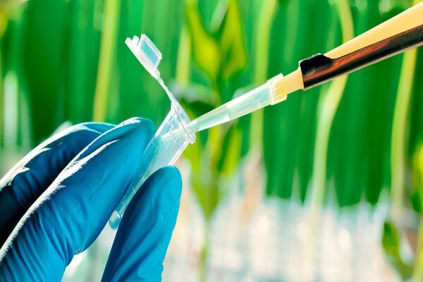 Solu��es de presen�a digital para engenheiros rurais