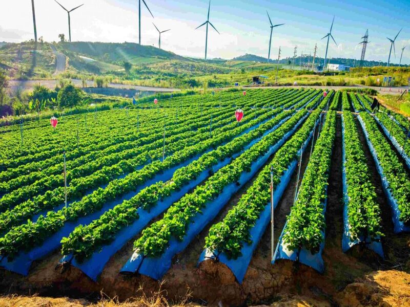 Desenvolvimento de sites para engenheiros agr�nomos