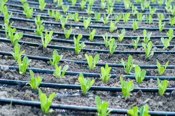 Design de p�ginas para engenheiros agr�colas