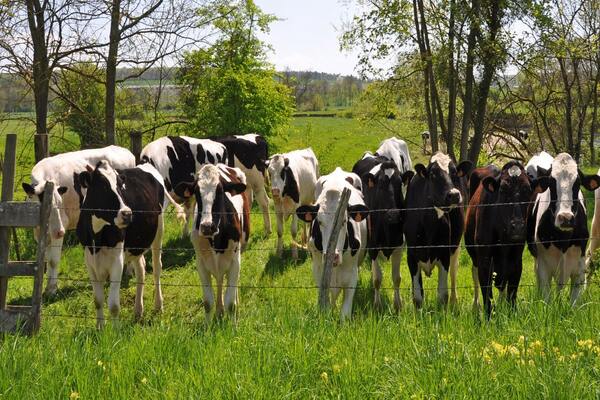 Marketing digital para engenheiros agr�colas e agr�nomos